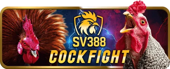 Phân tích fly888 đá gà